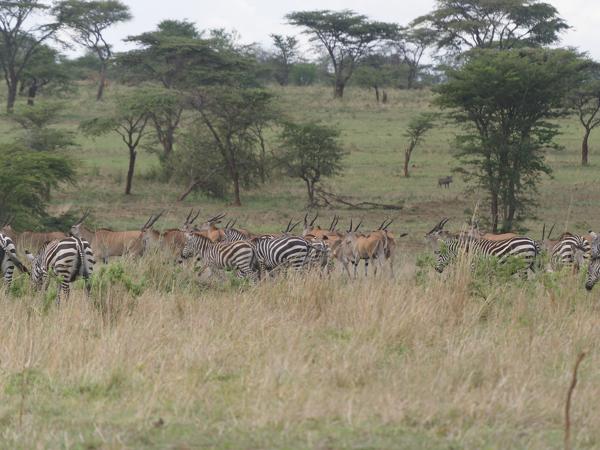 <h3><a href="/trips/tanzania/biota/animalia/chordata/mammalia/perissodactyla/equidae/equus quagga/equus quagga-nl.html">Equus&nbsp;quagga</a> / Plains&nbsp;zebra / Zebra</h3>OM-1 Mark II met OLYMPUS M.150-400mm F4.5 TC, 1/2000 sec  bij F5.6, ISO 1250, afstand 88.3&nbsp;m